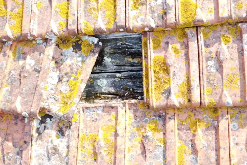 Tuile cassée et couverte de lichens : une cause fréquente de fuite de toiture